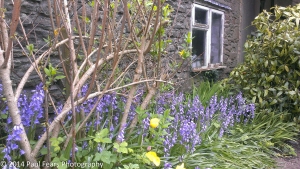 Bluebells by the Window